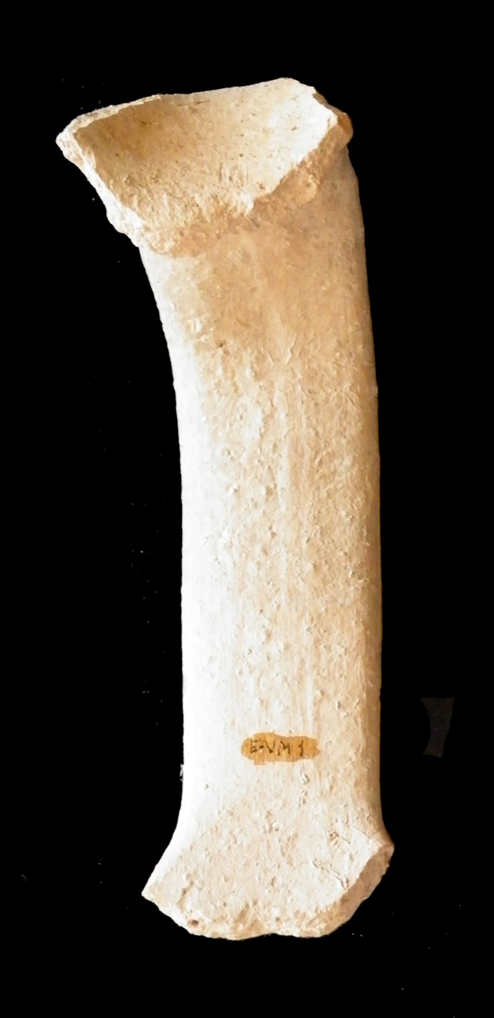 100.JPG