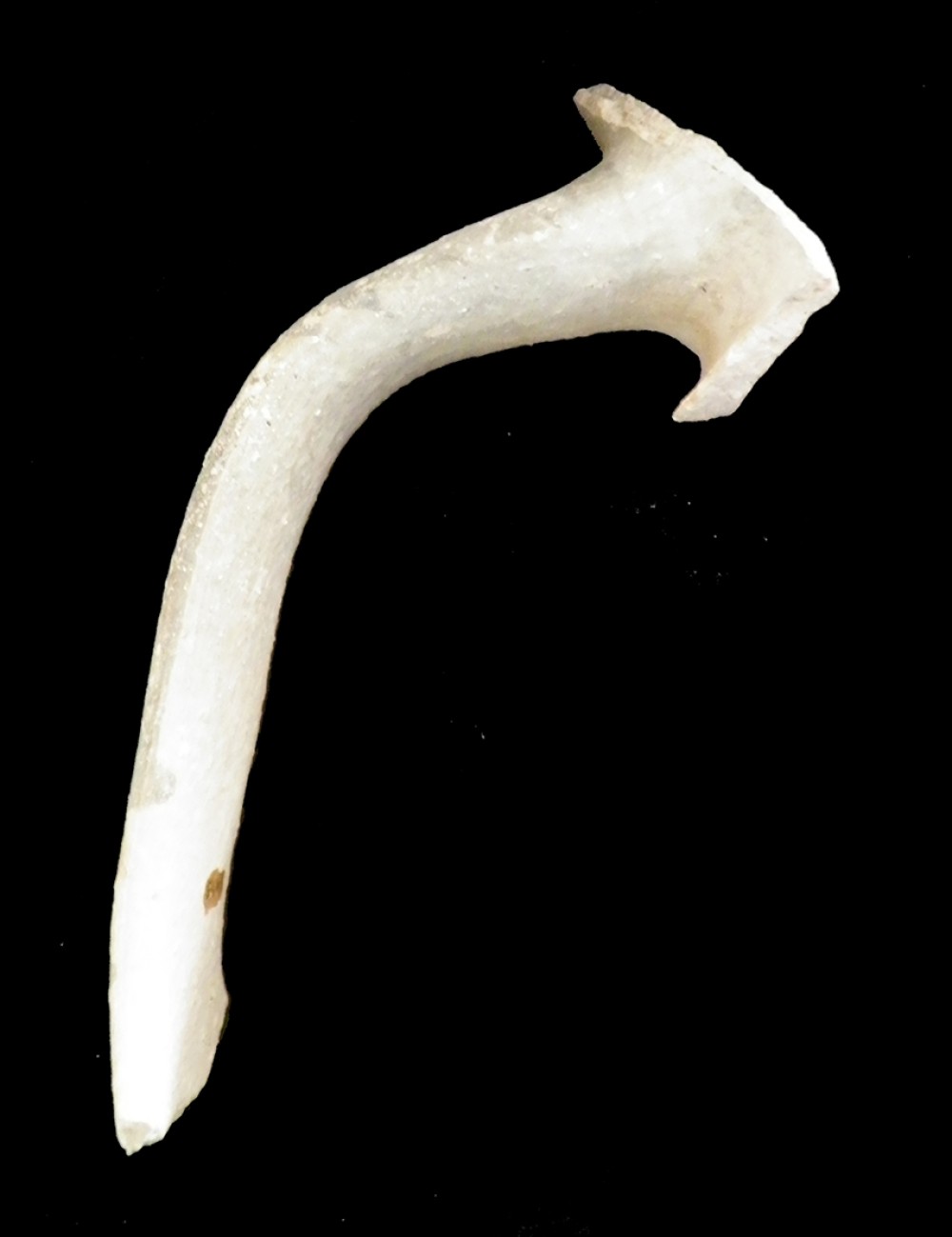 101.JPG